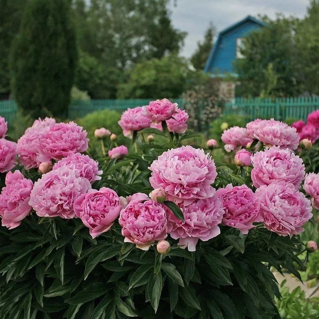Пионы в ландшафтном дизайне: советы и идеи (ФОТО) Фото: Телеграм-канал "Садовод"