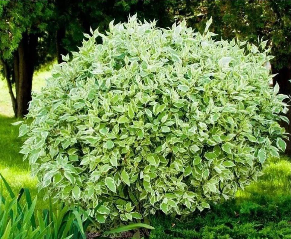 Посадите на участке дерн — он украсит ваш сад Фото: Телеграмм-канал «Садовник»