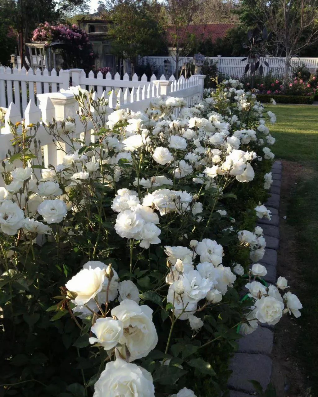 Живот из роз — очень эффектное украшение для сада (ФОТО) Фото: Телеграмм-канал «Садовник»