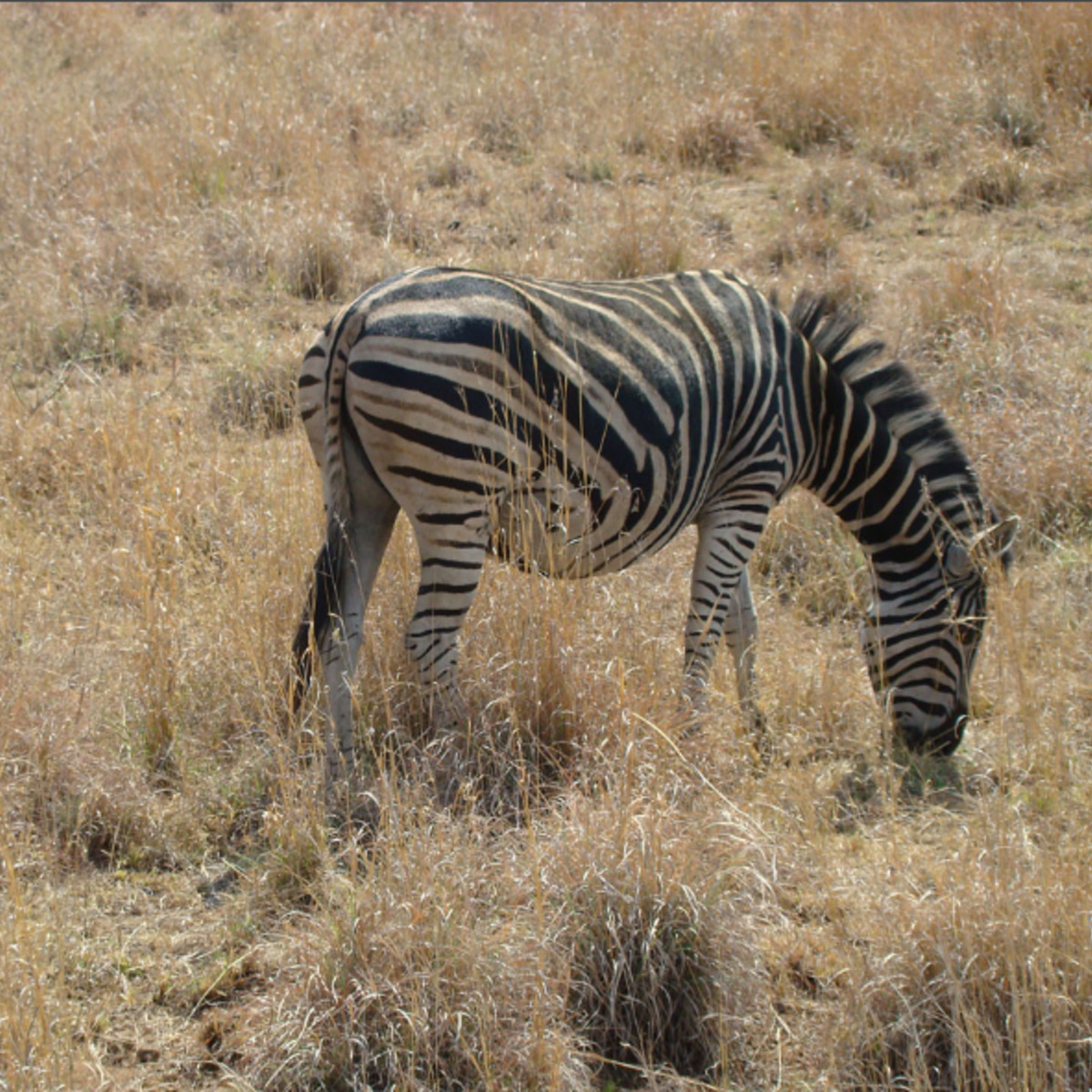 Перебить животных, чтобы накормить людей: в Намибии под нож пойдут более 700 представителей фауны из-за засухи ФОТО: Дикие животные Африки