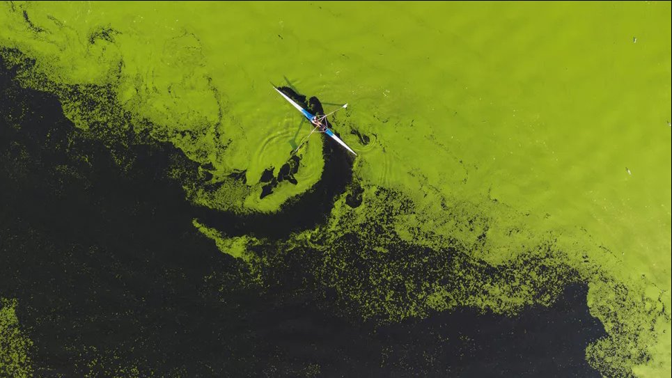 Минимальная температура воды выросла более чем на три градуса: из-за изменения климата река Савва цветет и пересыхает (ФОТО) Гребец тренируется в заливе реки Саввы, вода в которой покрыта густым слоем водорослей, в Белграде, Сербия, 2 сентября 2024 года. Фото: Reuters