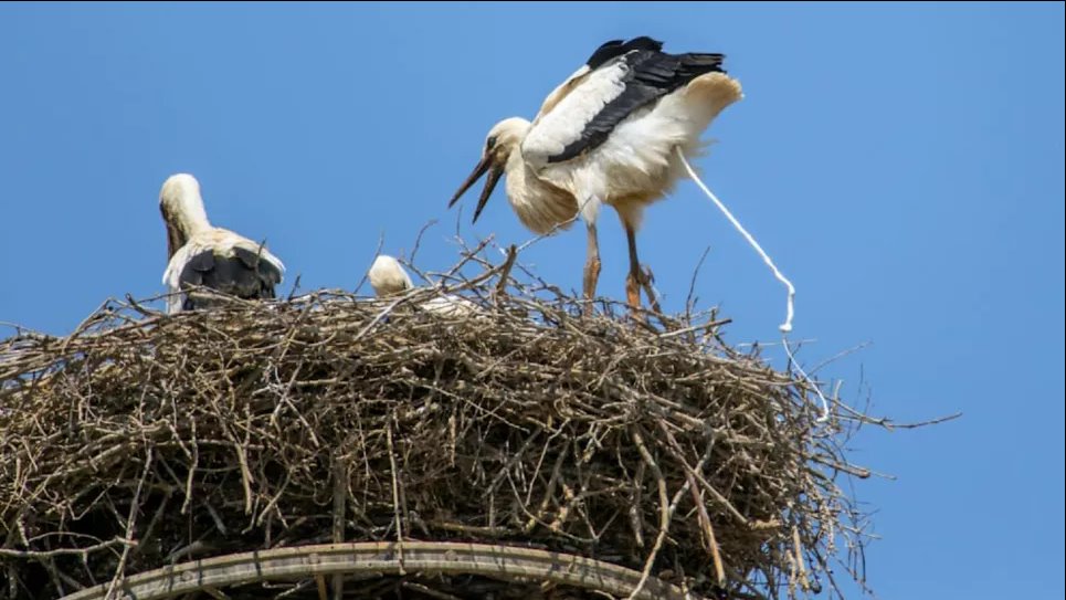 Немецкая деревня подвергается атакам от стаи аистов (ФОТО) Фото: Bild