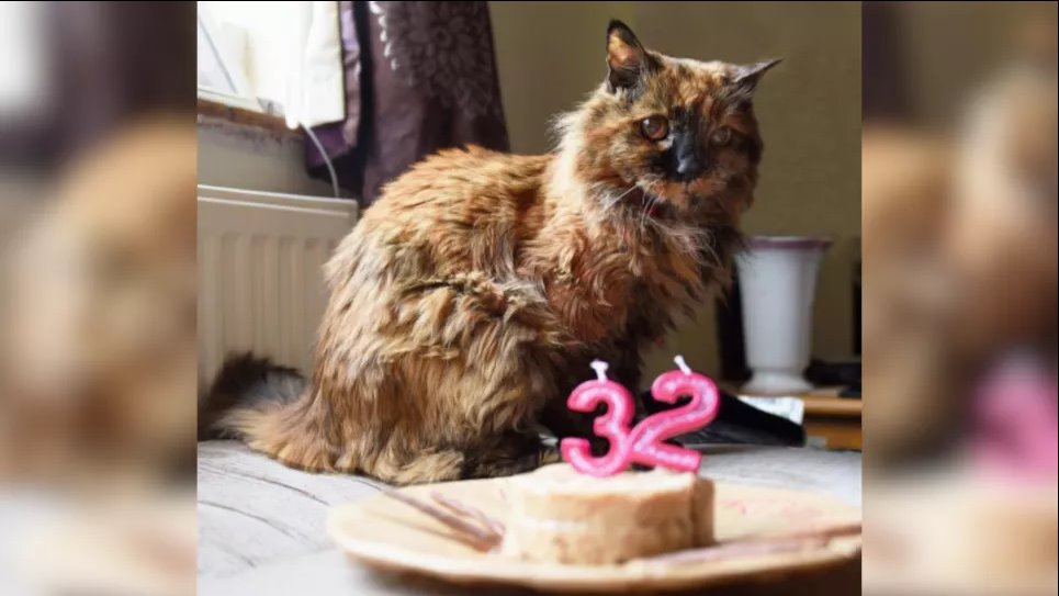 Самая старшая кошка в мире умерла в возрасте, эквивалентном 152 годам человека. Роге в свой 32-й день рождения в прошлом году. Фото: Newsquest/SWNS