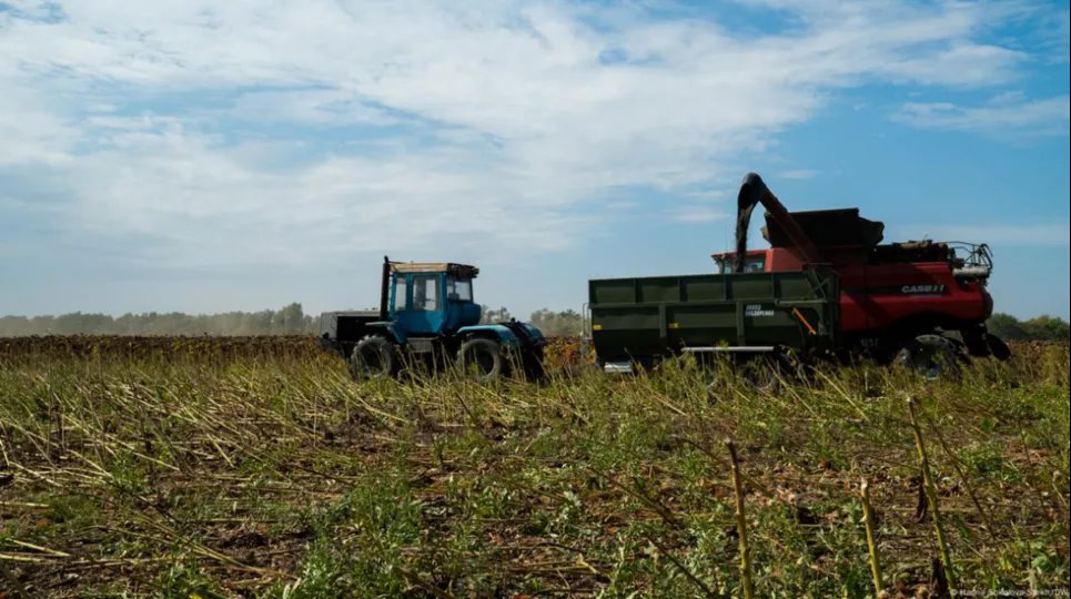 «Мы должны кормить страну. Это смысл нашей жизни»: как работают украинские фермеры в Донецкой области (ФОТО) Комбайн собирает подсолнечник на поле агрофирмы «Дружба», Покровский район, сентябрь 2024 г. Фото: Hanna Sokolova-Stekh/DW