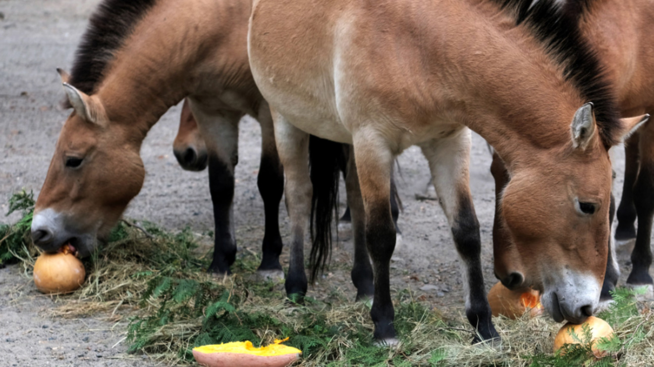 Столичный зоопарк открыл сезон тыквенных уикендов ФОТО: В Киевском зоопарке открыт тыквенный сезон