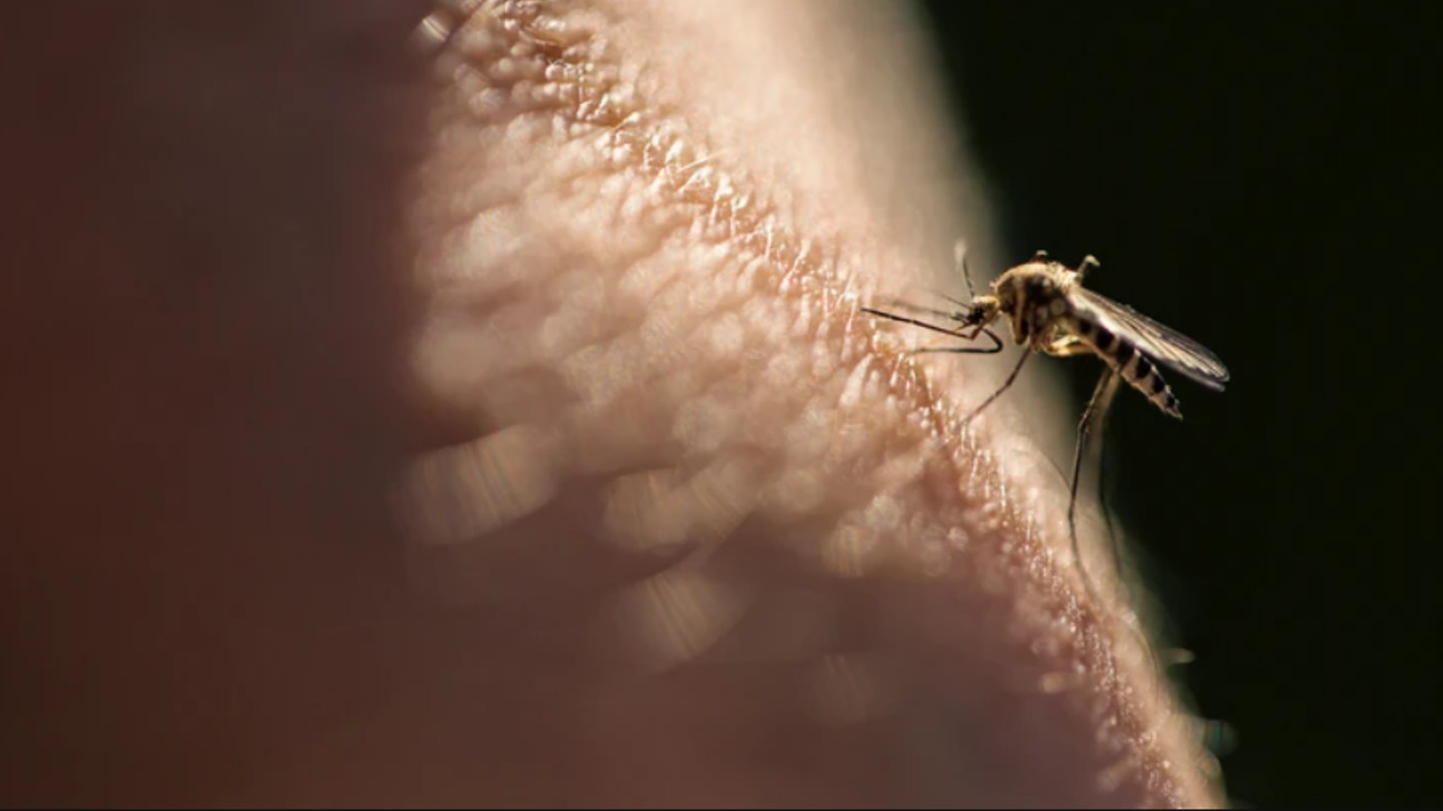 Лихорадка Западного Нила в Харькове: туристка "привезла" ФОТО: иллюстративное