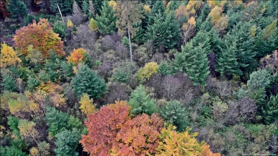 Выделяет больше углекислого газа, чем поглощает: немецкий лес становится экологической проблемой В Германии все больше смешанных лесов, способных противостоять изменению климата. Фото: Daniel Kubirski/picture alliance