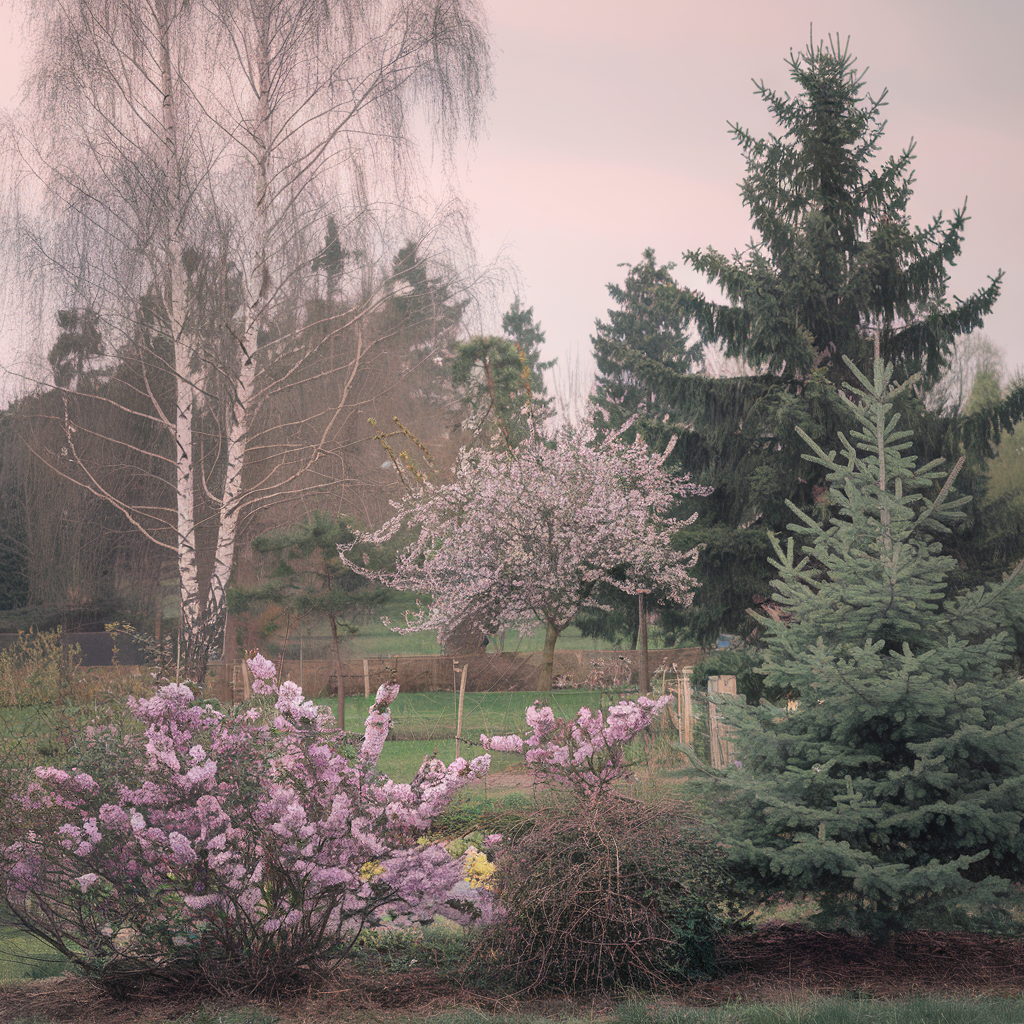 «Ужиться» в саду: какие деревья и кустарники не стоит сажать рядом Изображение сгенерировано ИИ