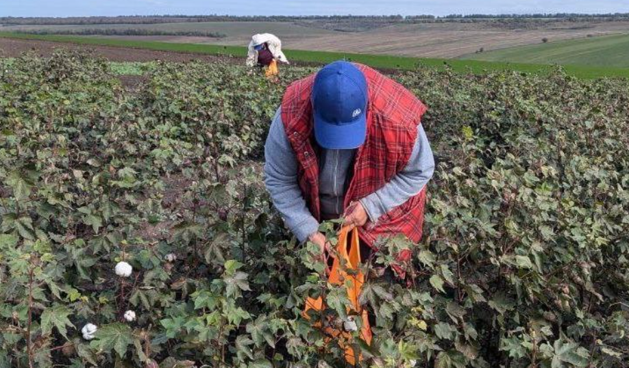 ФОТО: В Украине собирают первый урожай хлопчатника / Минагрополитики