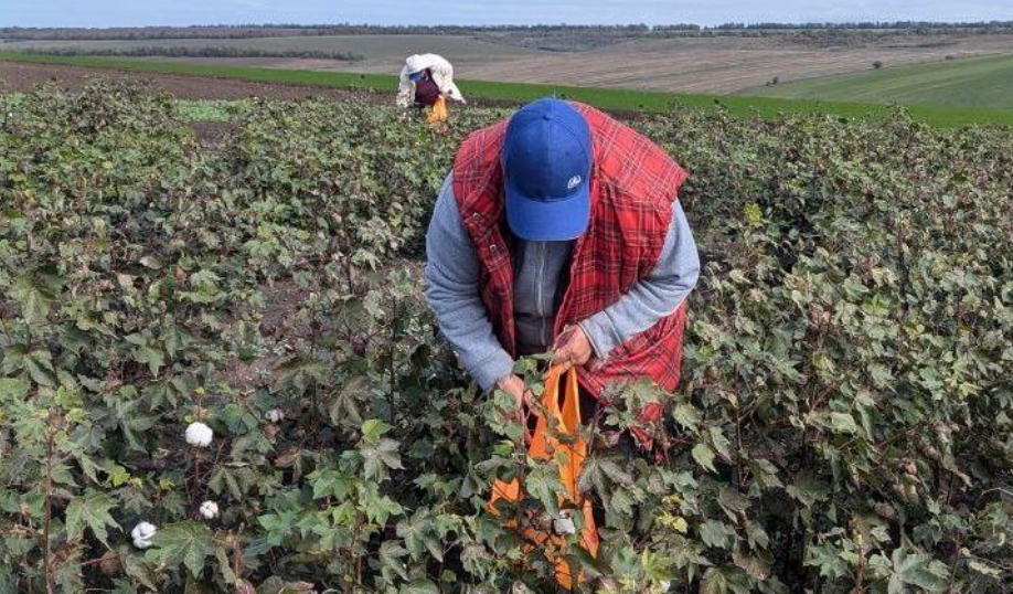 Первый украинский хлопок: аграрии завершают сбор урожая ФОТО: В Украине собирают первый урожай хлопчатника / Минагрополитики