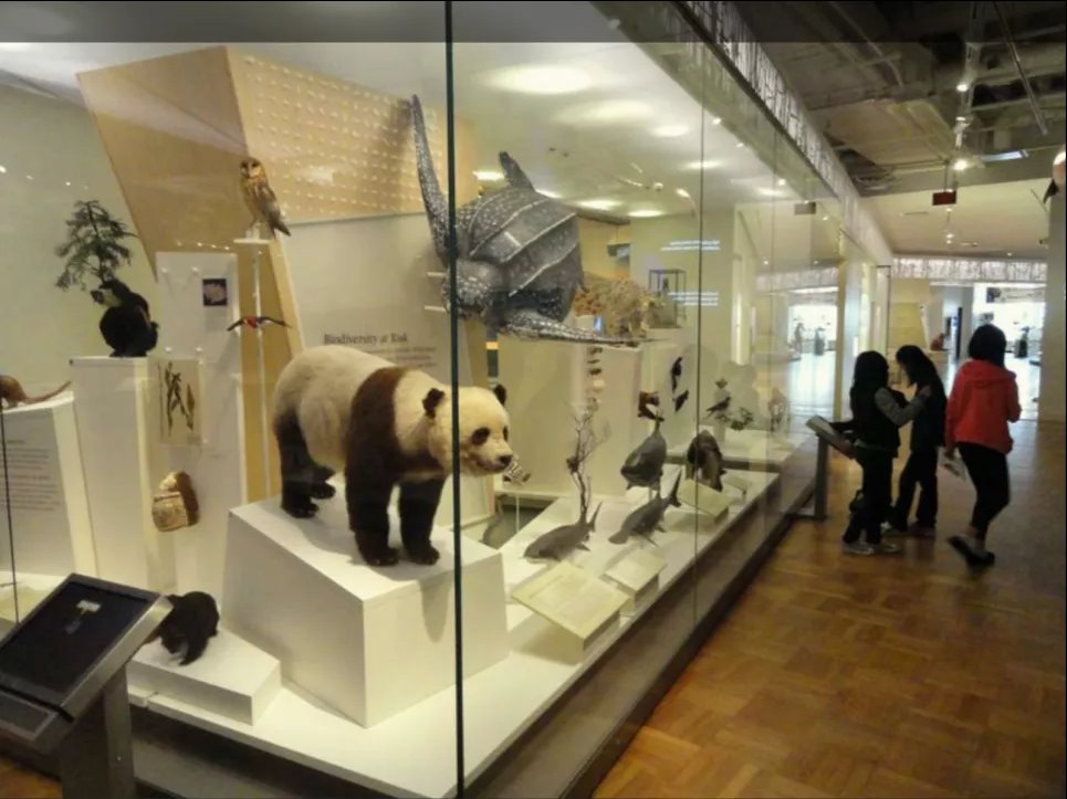 «В настоящее время грабеж природы выгоден»: эксперт рассказал, как заставить компании инвестировать в защиту биоразнообразия Выставка в Королевском музее Онтарио, Канада. Фото: Picryl