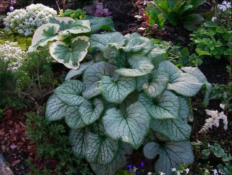 Бруннера – украшение участка на протяжении всего сезона: вот что о нем следует знать Фото: «Сад огород ЭНЦИКЛОПЕДИЯ от А до Я»