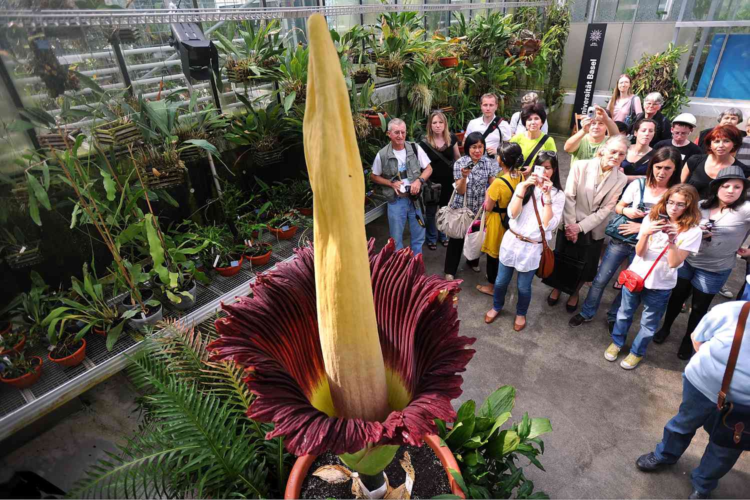 ФОТО: Цветок с запахом гнилого мяса Amorphophallus titanum / Nine Entertainment