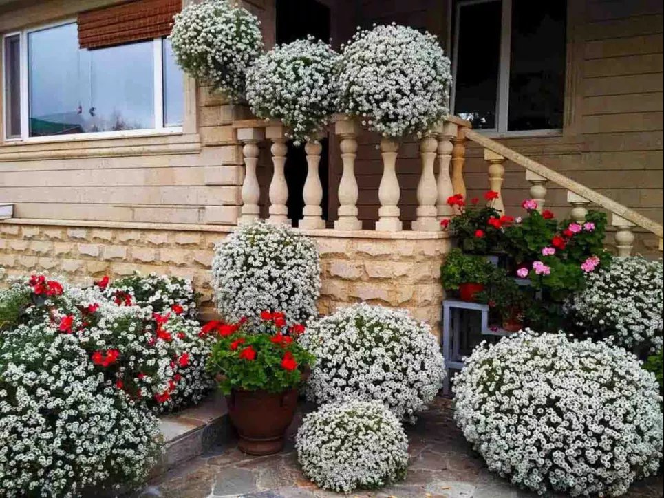 Создание белого сада: нюансы, о которых следует помнить (ФОТО) Фото: «Уютный дом и красивый сад»