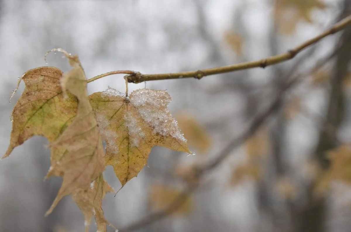 Мокрый снег, гололедица: какие еще сюрпризы покажет погода 16 декабря ФОТО: иллюстративное