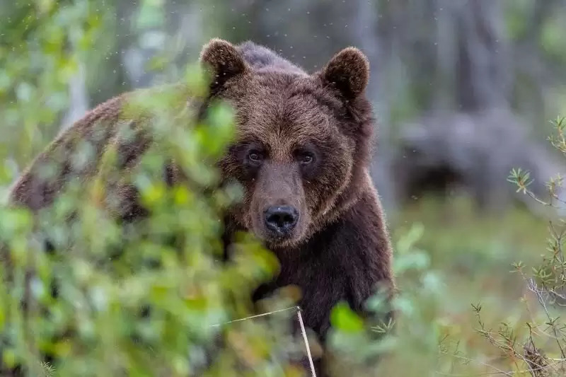 ФОТО: бурый медведь / bearsanctuary-domazhyr.org