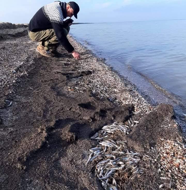 анчоуси не встигли мігрувати на зимівлю до Чорного моря 