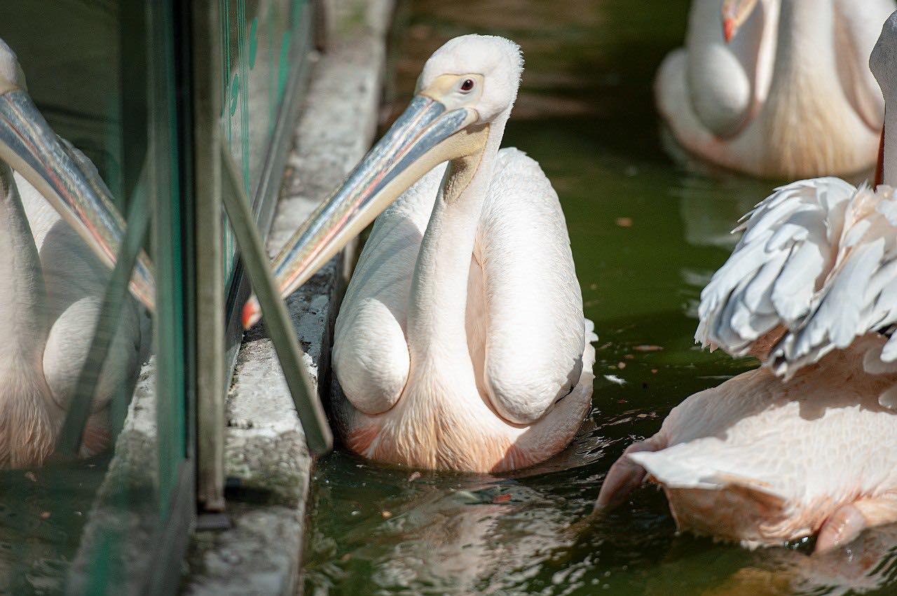 ФОТО: розовый пеликан / zoocity.ck.ua