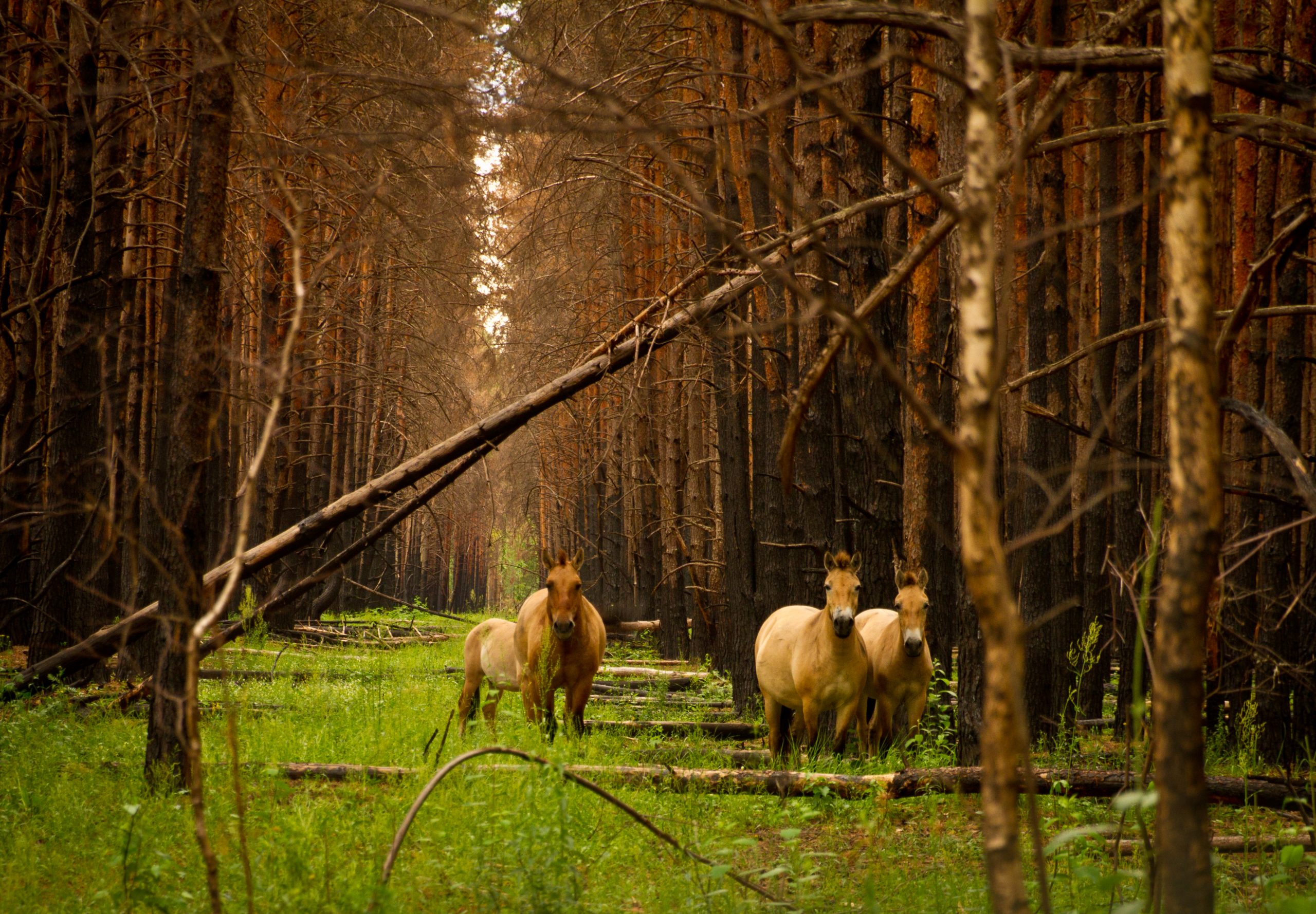 ФОТО: Чернобыльский радиационно-экологический биосферный заповедник / wownature.in.ua