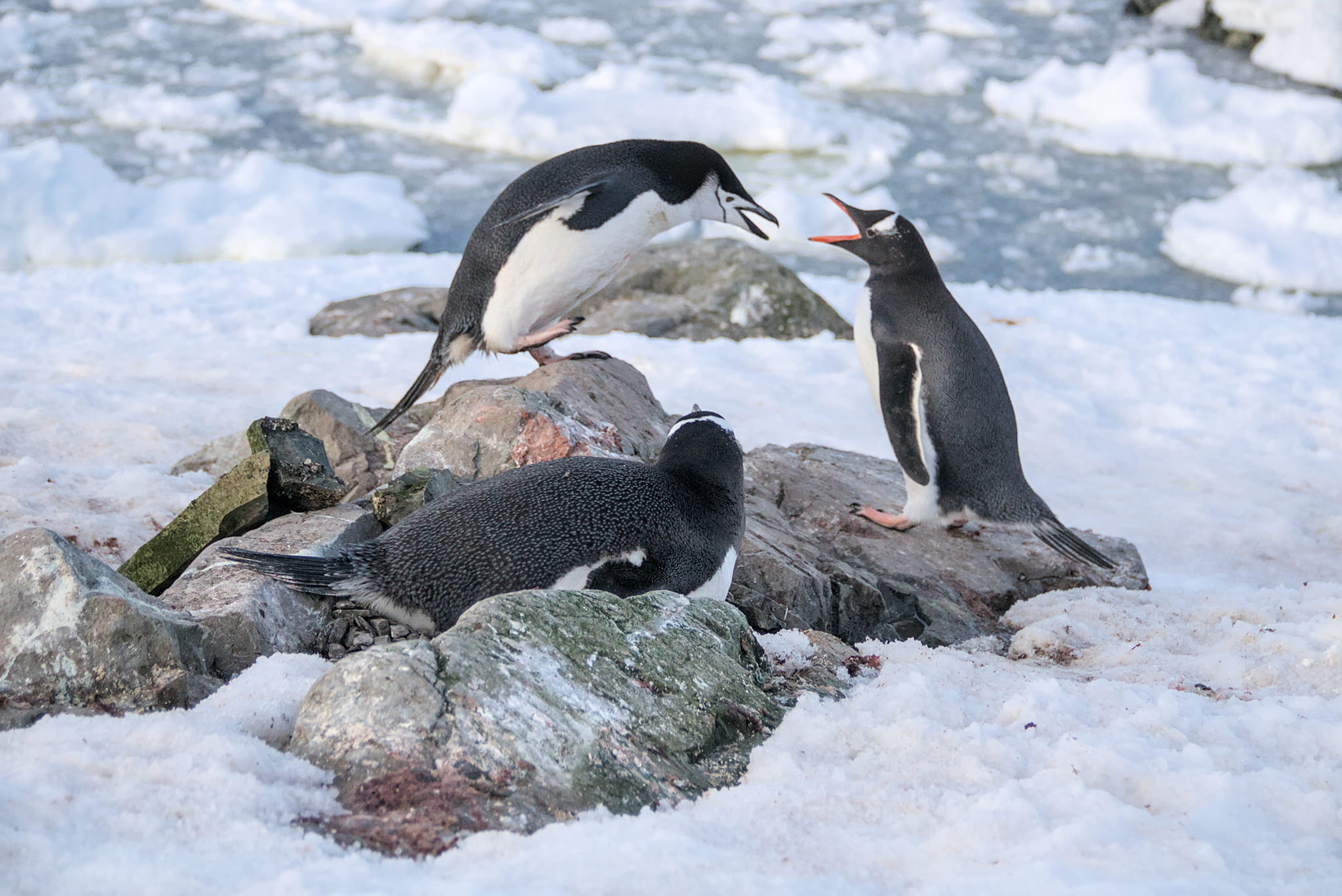 ФОТО: Полицейский пингвин ссорится с субантарктическими / facebook.com/AntarcticCenter