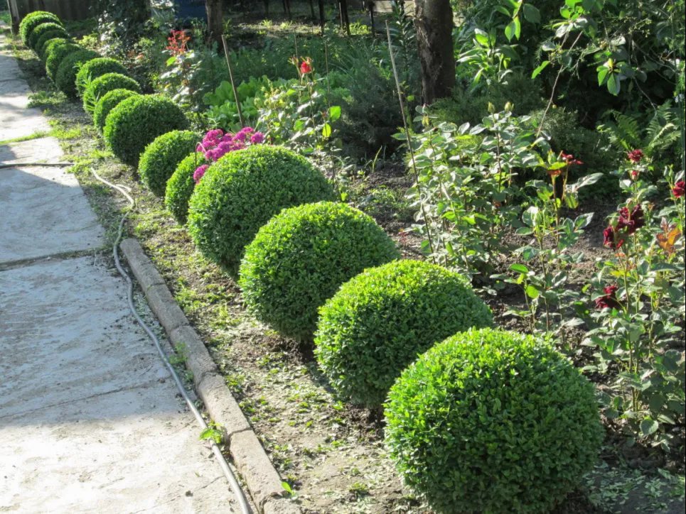 Самшит может стать украшением любого сада (ФОТО) Фото: Dream Garden