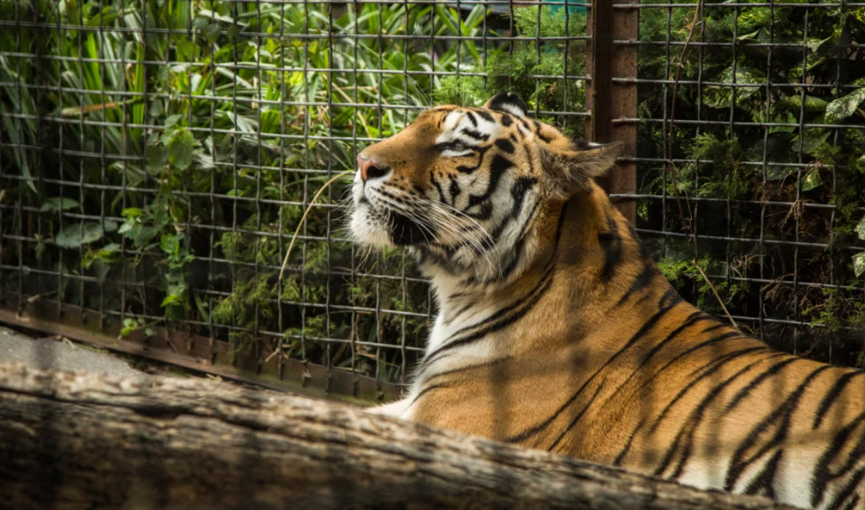 В румынском зоопарке тигр загрыз работника заведения ФОТО: иллюстративное / zoo.vn.ua