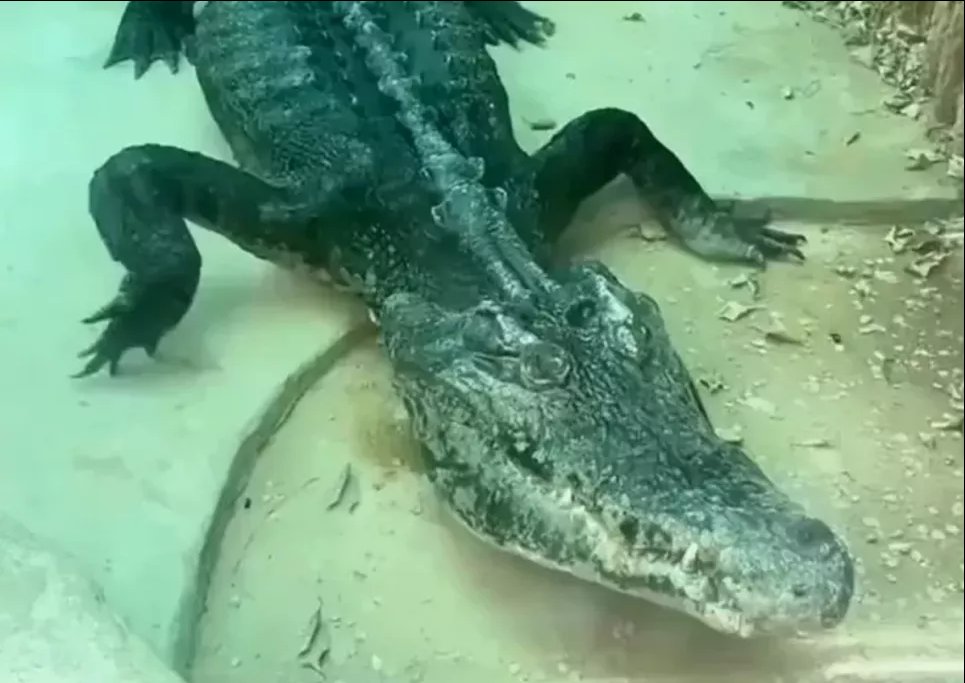 «Живой скелет»: китайский зоопарк подвергся критике из-за шокирующего худого крокодила (ФОТО, ВИДЕО) Крокодил из зоопарка в Гуанчжоу.