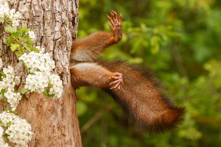 Фото Comedy Wildlife Photography Awards Самые забавные фото животных