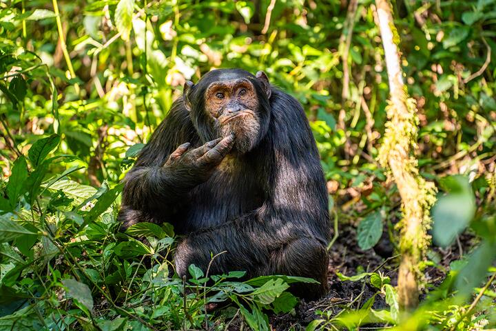 Фото Comedy Wildlife Photography Awards Самые забавные фото животных