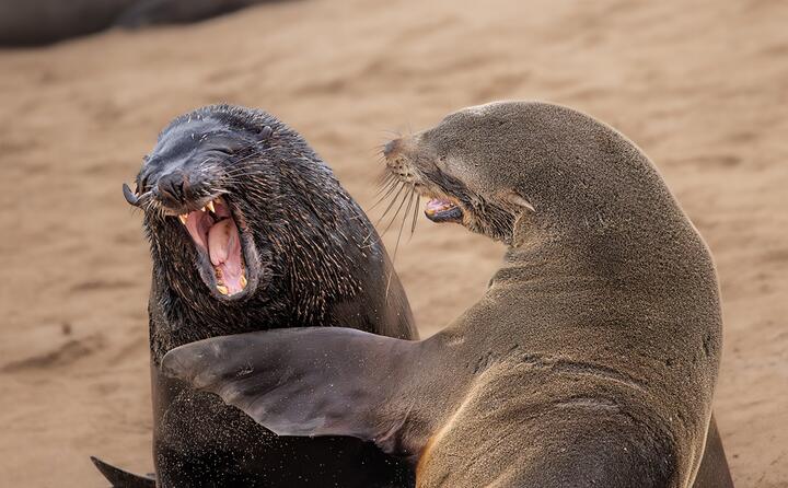 Фото Comedy Wildlife Photography Awards Самые забавные фото животных