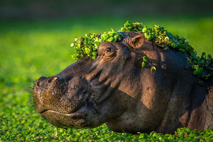 Фото Comedy Wildlife Photography Awards Самые забавные фото животных