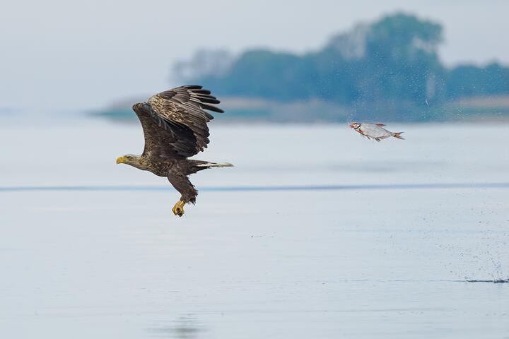 Фото Comedy Wildlife Photography Awards Самые забавные фото животных