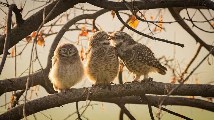 Забавные фото диких животных: лауреаты премии Comedy Wildlife Photography Awards-2024 (ФОТО) «Совуси». Победитель в категории «Юниоры» (до 16 лет)