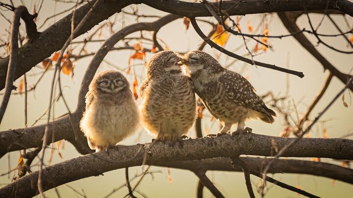 Фото Comedy Wildlife Photography Awards Самые забавные фото животных