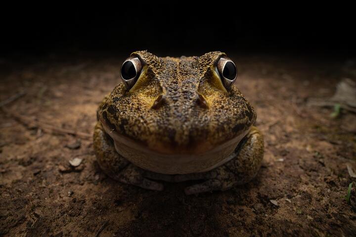 Фото Comedy Wildlife Photography Awards Самые забавные фото животных