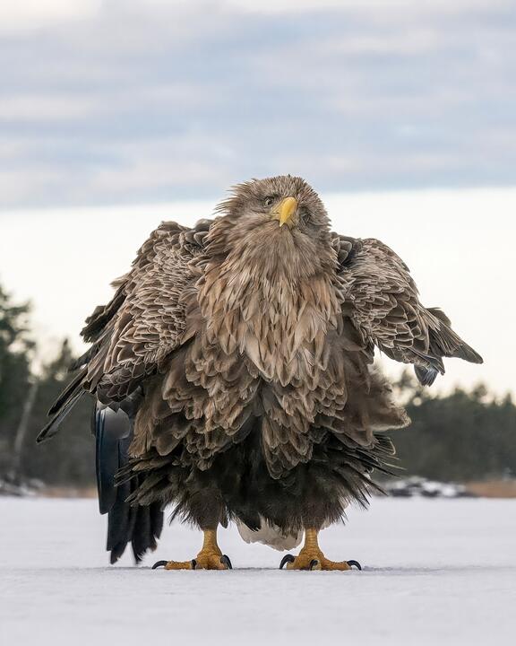 Фото Comedy Wildlife Photography Awards Самые забавные фото животных