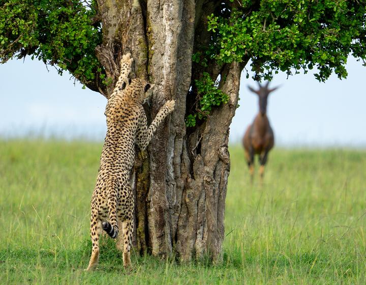 Фото Comedy Wildlife Photography Awards Самые забавные фото животных