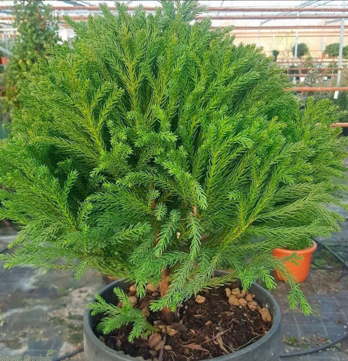 Криптомерия – японский кедр в вашем саду (ФОТО) Фото: «Сад огород ЭНЦИКЛОПЕДИЯ от А до Я»