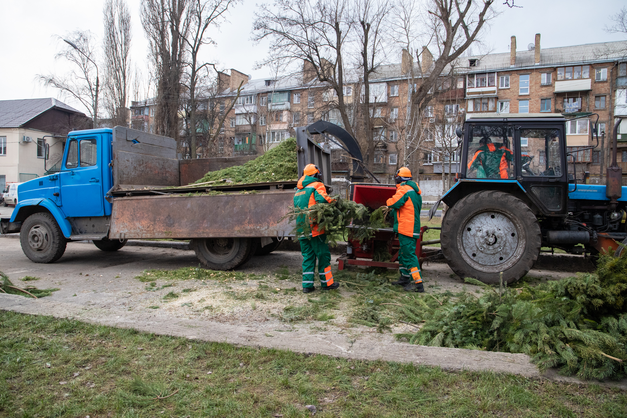 ФОТО: утилизация новогодних елок