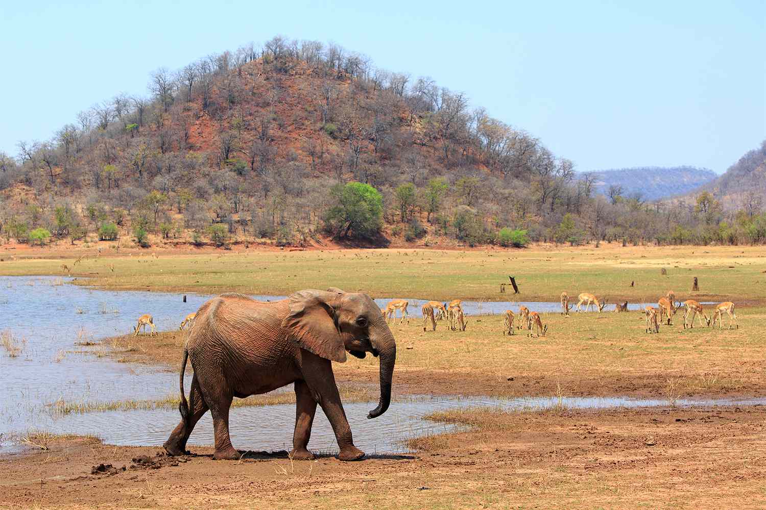 ФОТО: Национальный парк Матусадона (Matusadona National Park, Зимбабве) / Voice of Nigeria