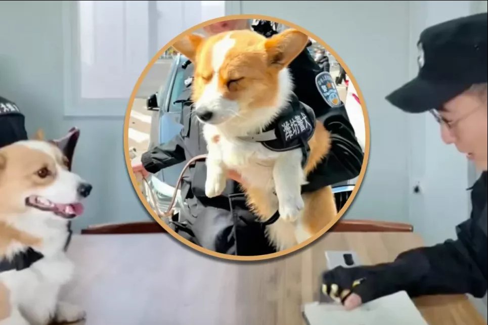 Корги из китайской полиции лишили «годовой премии» — причина вызвала много смеха в соцсетях Фото: SCMP composite/Douyin