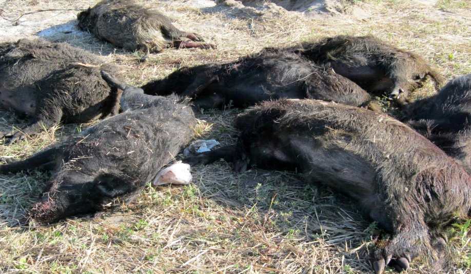 Борьба с АЧС: за найденных мертвыми диких кабанов заплатят Фото: иллюстративное