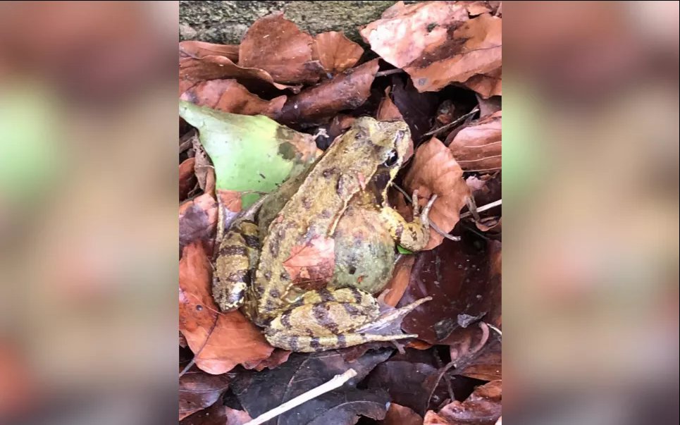 В Англии ради лягушек, жаб и тритонов на шесть недель перекрыли дорогу Одна из самок лягушки была спасена в этом году в рамках проекта по спасению лягушек в Чарльзкомбе. Фото: Charlcombe Toad Rescue/PA