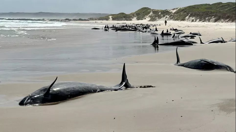 Более 150 дельфинов застряли в Австралии – власти решили добить выживших Дельфины выбросились на берег у берегов Тасмании. Фото: Департамент природных ресурсов и окружающей среды Тасмании/AAP/Reuters