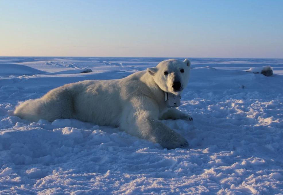 Фото: белый или полярный медведь / Reuters