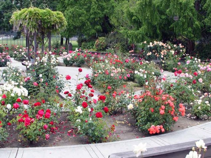 Розы Советы Что посадить Ландшафтный дизайн Фото