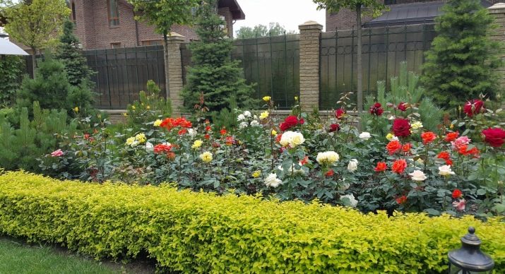 Розы Советы Что посадить Ландшафтный дизайн Фото
