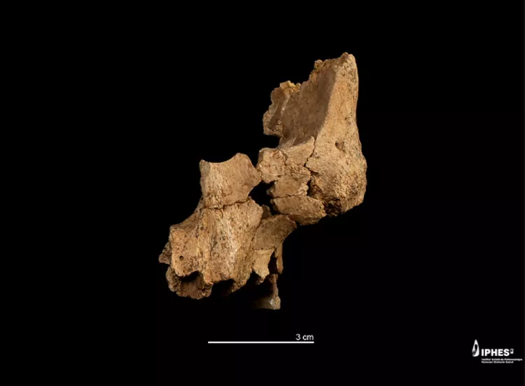 Атапуерка Іспанія Homo antecessor Homo erectus Новий вид Еволюція людини Європа