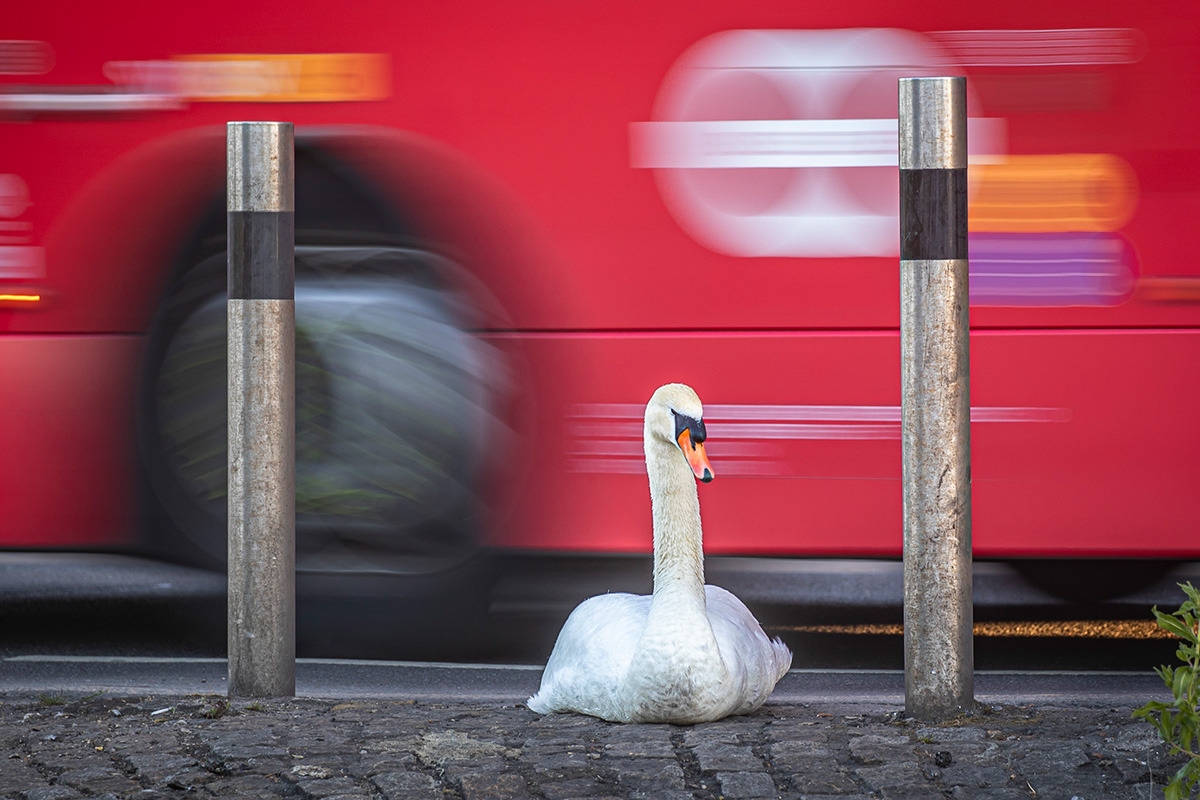 British Wildlife Photography Awards — 2025 Фото Конкурс Велика Британія