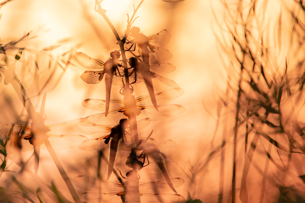 British Wildlife Photography Awards — 2025 Фото Конкурс Велика Британія